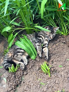 619K views · 18K reactions | This Cat Has Mastered The Art Of Relaxation | Queen Hazarika | Facebook