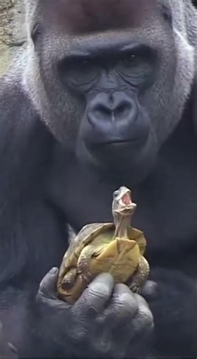 Baby Gorilla Pranks Dad With a Turtle 😂 #gorilla #funny #viral