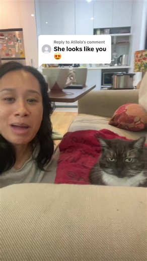 Grumpy Cat Takes Charge: A Bossy Feline's Antics