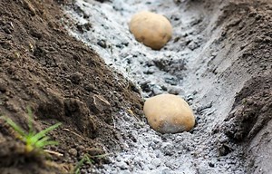 Spring is perfect time to plant potatoes — here’s how to treat your new tubers