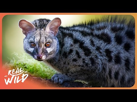 GENETS | The World’s Most Agile Hunters | 4K