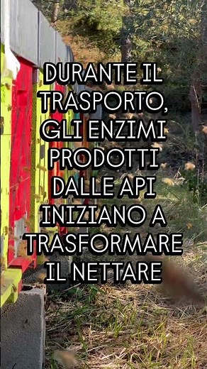 Le api non raccolgono miele: ecco come nasce davvero 🍯🐝