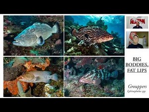 FISH IDENTIFICATION COURSE