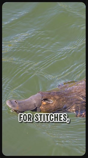 🦫 This Animal Breaks Biology #platypus #evolution #animalfacts