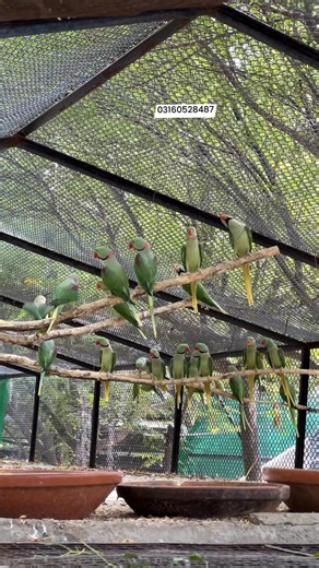 73K views · 1.7K reactions | Raw Parrot #RawParrot | Birds Community | Facebook