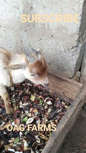 Never ignore this Sign as a goat farmer. #goat #agriculture #goatfarm
