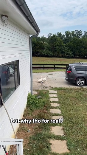 Geese ... Sebastopol Geese to be specific, might be the very bottom of the evolutionary ladder. Thank goodness they're pretty 🤣🤣🤣#geese #funny #farmlife #farmhumor #sebastopolgeese #babygoose #petstagram #petoftheday | The Good Place Farm