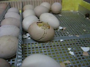 naissance d'un poussin