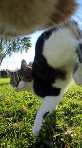 Keeping the streets clean from rival gangs. 👊📣🐈 #cat #cats #love #reelsfypシ #funnyreels #catlife #nature #life Insta360 | mr.kitters.the.cat