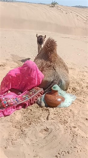 "في بحر الرمال... بارقة أمل للحياة — امرأة تنقذ جملاً باستخدام إناء ماء!