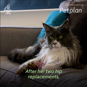 An impossible decision for any pet parent to make | Channel 4