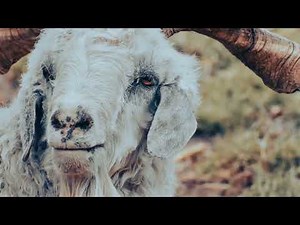 Angora Goat: The Living Wool Machine