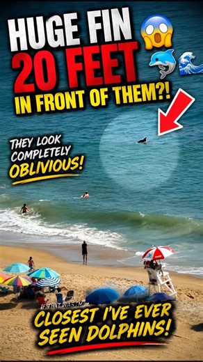 😳 HUGE FIN Appears 20 FEET From Swimmers… Would YOU Get Out?! 🦈🐬