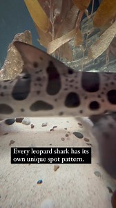6.8K views · 218 reactions | Want to learn a fun leopard shark fact? 麗 Check out the video below! ⬇️ | Shedd Aquarium | Facebook