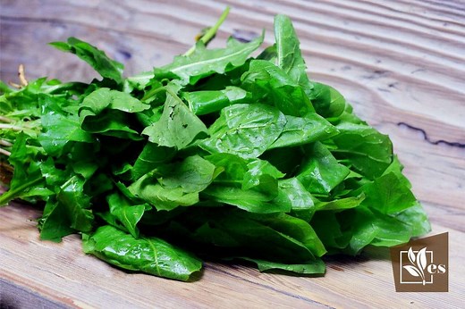 11 Plants That Look Like Dandelion Leaves: Friend or Foe? - Evergreen Seeds