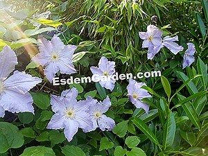 Hoe Clematis Planten? 🌿 Alles Over Tuinieren En Tuinontwerp - 2025