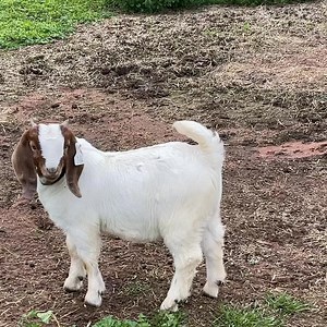 14K views · 510 reactions | Pacifica Alan buck kid | Pacifica Boer Goat Stud | Facebook