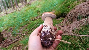 funghi porcini di montagna nell'abete #funghiporcini #porcini #mushroom #hunting #cèpes #food #italy | Funghi Porcini