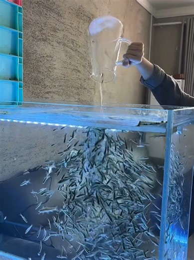 Raising Pinella Fish for a Peaceful Home