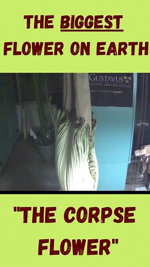 CRAZY 😮 The Biggest Flower on Earth! #worldsbiggestflower #thecorpseflowersoc