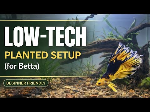 Low Tech Planted Tank Setup for Betta Fish | Easy & Budget Friendly