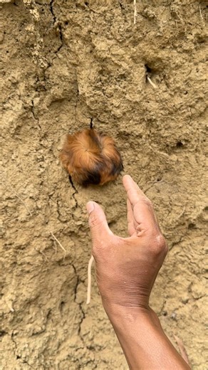 313K views · 1.9K reactions | catching cute animals in their nests #fyp #OMG #reels #birds #viral #trending #animals #Amazing #wildlife #explore | Adi Explore | Facebook