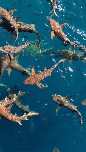 7.6K views · 7.9K reactions | For the first time, researchers have...