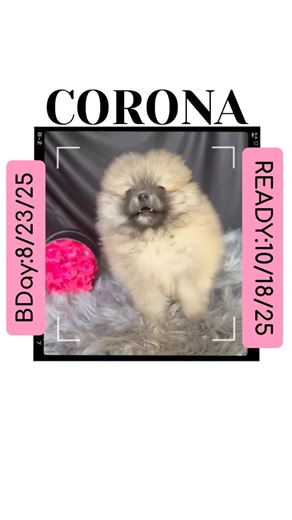 “𝕎𝕙𝕖𝕣𝕖 𝕋𝕙𝕖 𝔽𝕦𝕟 ℕ𝕖𝕧𝕖𝕣 𝔼𝕟𝕕𝕤” 📞/ 💬(855)🅿🅾🅼-🄿🅄🄿🅂 🐶 Pomeranian puppies ready for their forever homes.. 🐾 Stud services are available for females in heat. 💉 Artificial insemination services offered for responsible breeders. 💌 Message us today to learn more or schedule an appointment! 🐾•🐾•🐾•🐾•🐾•🐾•🐾•🐾•🐾 #pomeranian #pomeranianpuppy #pomeranianlovers #pomeranianworld #pomeraniandogs 🐾•🐾•🐾•🐾•🐾•🐾•🐾•🐾•🐾 | Pomeranian Friends