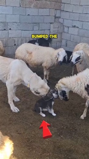 Never Mess With Puppy Infront Of This Giant Dog 😲😰🤯 #puppylove #giantdog #fighter #viral | Infinite Universe