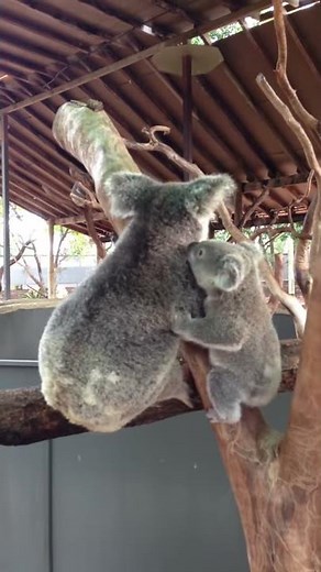 Baby Koala Climbs Onto Moms Back