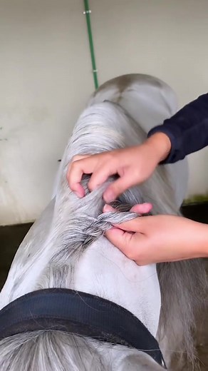 Try the Four-Strand Running Braid Technique for Your Horse's Mane