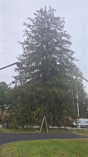 Jingle Bell Rocking and getting the biggest Christmas Tree in Richland County ready for the holiday season here at MMG! 🎄 | Mansfield Motor Group #mmgauto