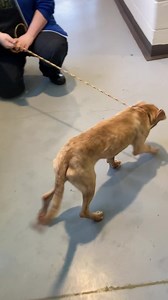 1.5K views · 168 reactions | Name : ASTRO (A016437) Gender : Male Breed : Pit Bull Terrier mix Animal type : Dog Age : 5 months old Brought to the shelter : 2022.08.22 Located at : Clayton County Animal Control | Clayton County Animal Control | Facebook