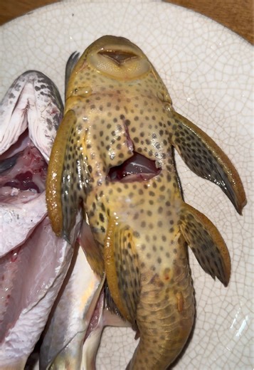 Sobrevivencia del Pleco: Pesca en el Río Tetuán