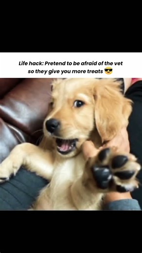 Smart dogs know how to get extra treats 😎🐶 | Funny Dog Meme #shorts