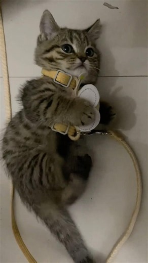 Cat's first harness training didn't go as planned#harness #first #funnyvideo #fyp