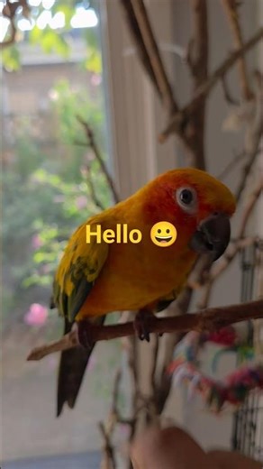 Choo Choo the sun conure shows his tricks 🙃🤝👋 #happy #sunconure #parrot #conure #FYP #viral #trend