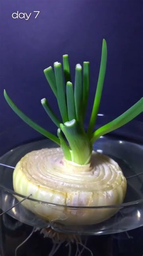 Time lapse of a white onion regrowing over 18 days in water
