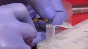 2.5K views · 35 reactions | Mohamed Hamdy Boshta, a young man from #Egypt, abandoned archaeology to hunt scorpions in the country’s deserts and shores, extracting their venom for medicinal use and stacking up a fortune. https://english.alarabiya.net/en/variety/2020/12/07/Young-Egyptian-finds-fortune-in-80-000-scorpions-venom | Al Arabiya English | Facebook