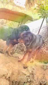 206K views · 8.4K reactions | Himalayan Mastiff Nepal on Reels | Facebook