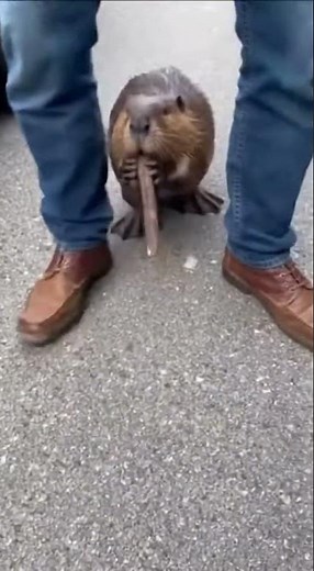 Beavers Took Over the Road 😳 #animals