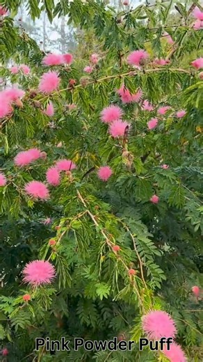 Pink Powder Puff (Calliandra surinamensis) Flowers all year in zones 9-11. | Plant Care Today