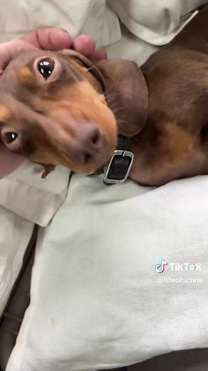 Dachshund Conversations: Understanding Their Sounds