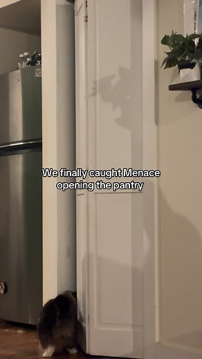 16K views · 366 reactions | CAUGHT RED HANDED!!! After multiple hamburger buns violated, snacks brutally murdered on the ground, we FINALLY caught Menace the bandit red handed!!! 亮 And he has an accomplice! The audacity to open it right in front of us…. 樂 Time to child lock the pantry | Paws with Ari | Facebook