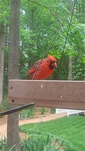 Northern Cardinal Enjoys a Peaceful Backyard Meal