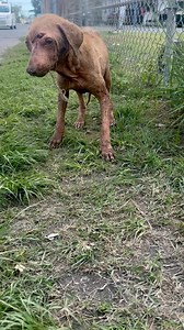 1.8M views · 1K reactions | https://www.givinggrid.com/HelpDawson...