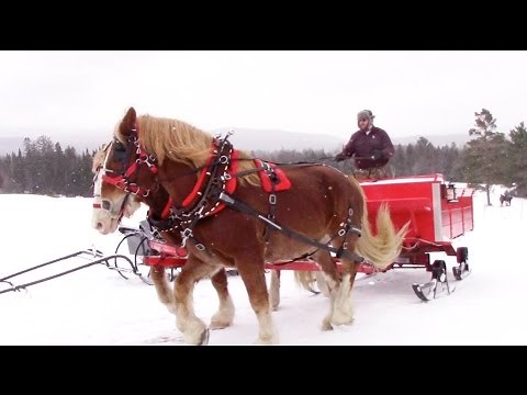 Horse Drawn Sleigh Ride! | Crazy8Family