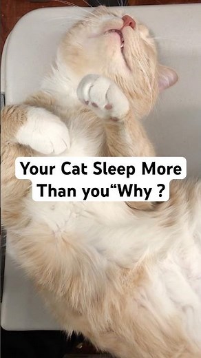 Why Do Cats Sleep 16 Hours a Day? 😺💤
