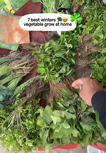Best 7 Winter Vegetables to Grow at Home