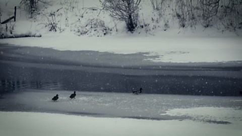 Winter Ambient Almost In F - Tranquillity - Kevin MacLeod